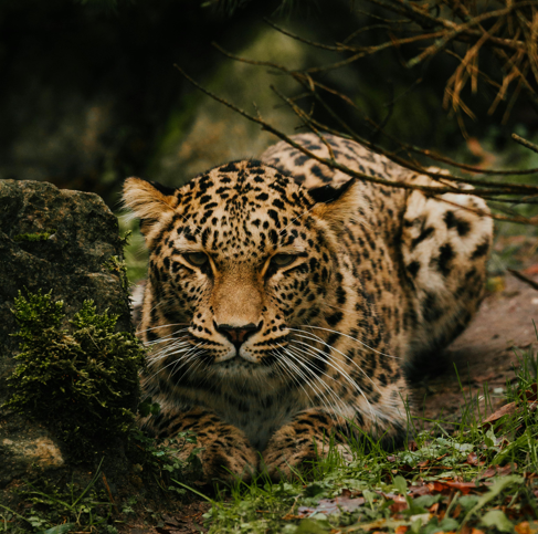 Amur Leopardddddddd